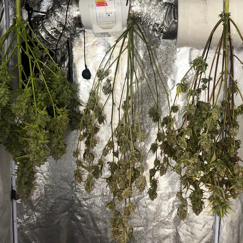 PH #4 growlog timeline photo