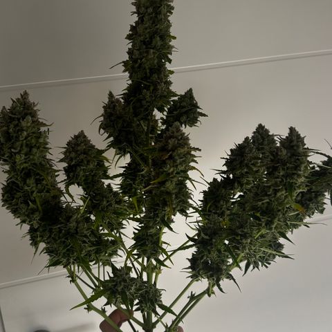 PH #4 growlog timeline photo