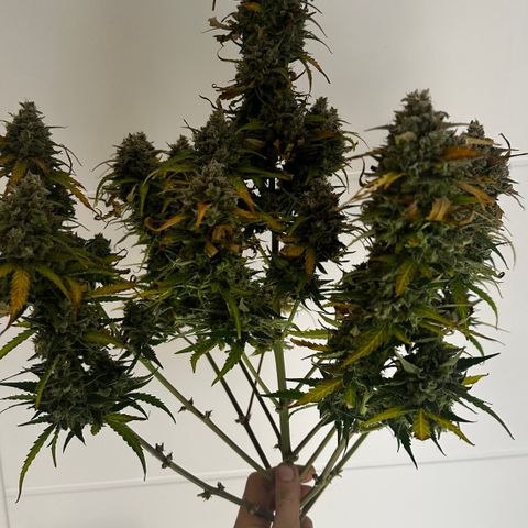 PH #3 growlog timeline photo