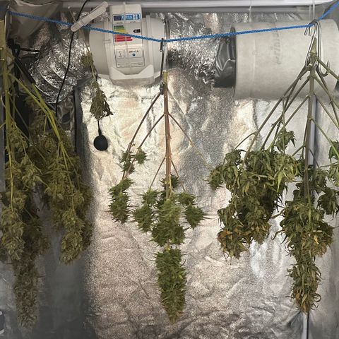 PH #3 growlog timeline photo