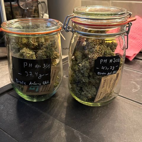 PH #3 growlog timeline photo