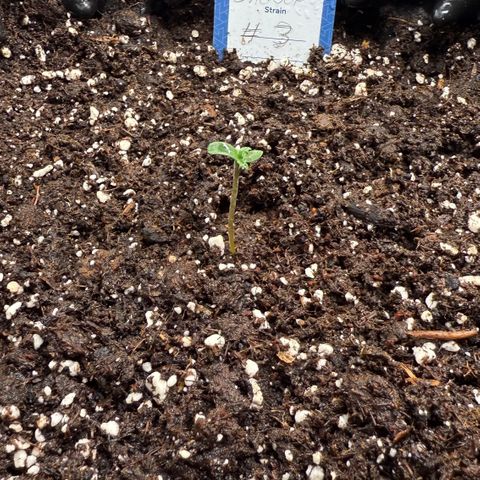 SS #3 growlog timeline photo