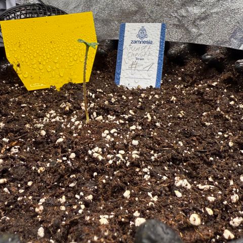SS #1 growlog timeline photo