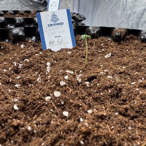 SS #4 growlog timeline photo