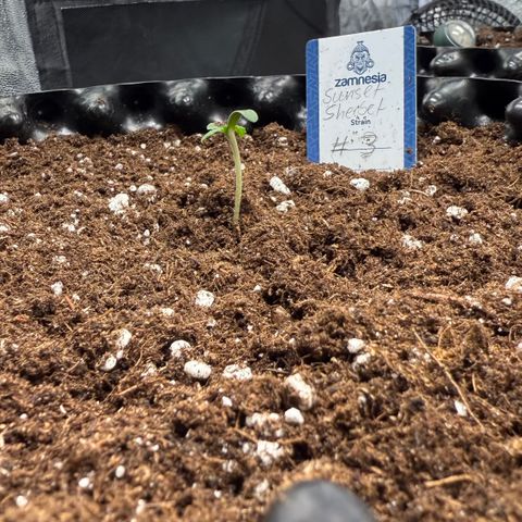 SS #3 growlog timeline photo