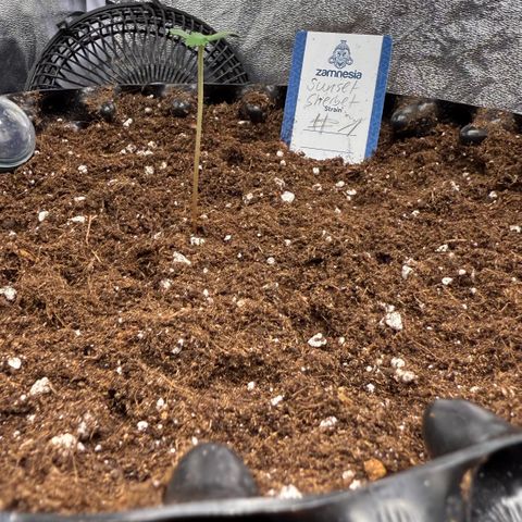 SS #1 growlog timeline photo