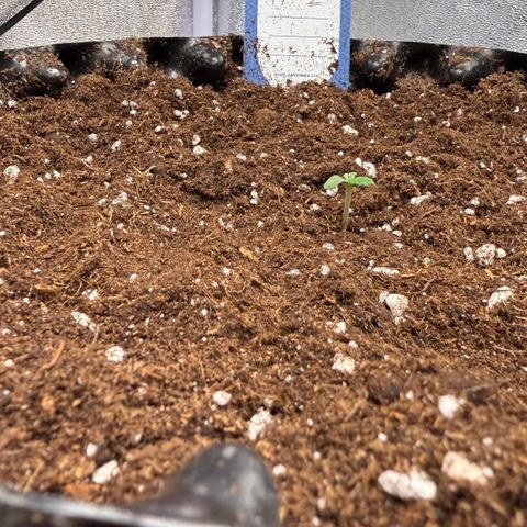 SS #2 growlog timeline photo