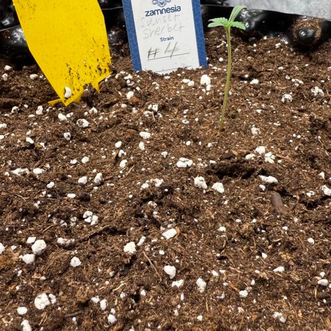 SS #4 growlog timeline photo