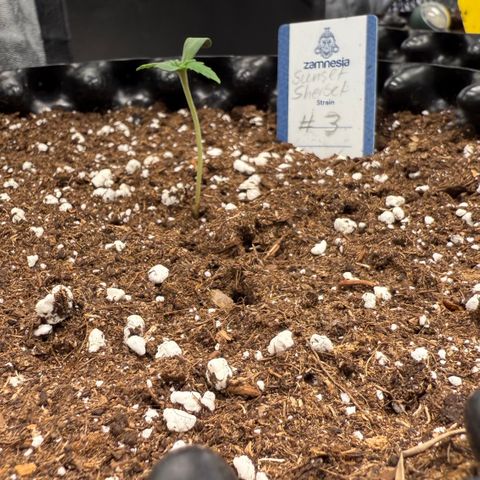 SS #3 growlog timeline photo