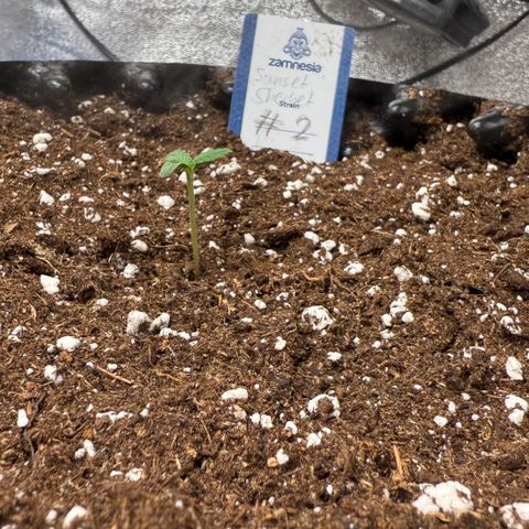 SS #2 growlog timeline photo