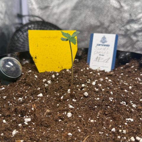 SS #1 growlog timeline photo