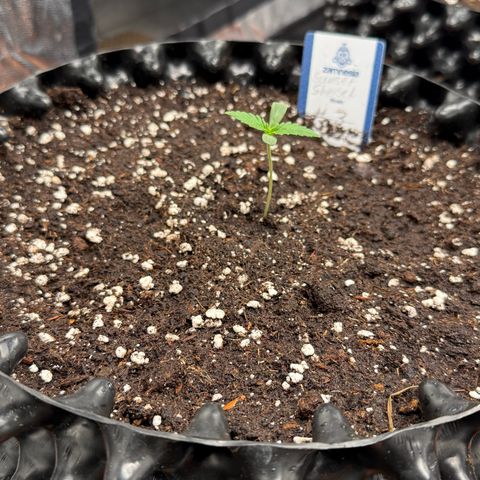 SS #3 growlog timeline photo