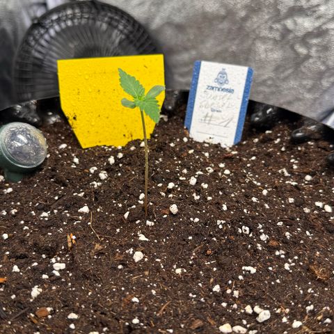 SS #1 growlog timeline photo