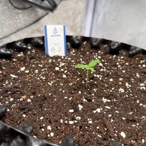 SS #2 growlog timeline photo