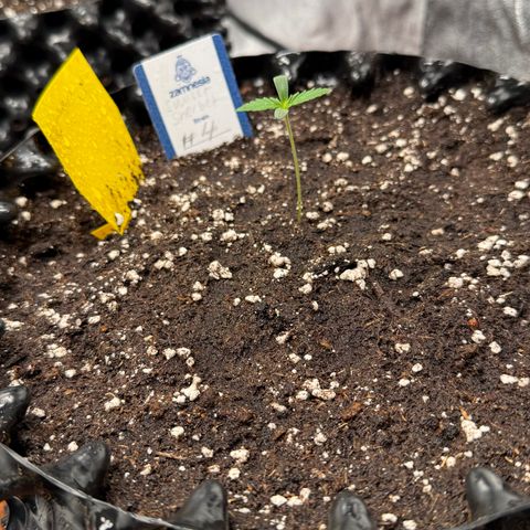 SS #4 growlog timeline photo