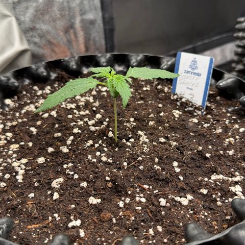 SS #3 growlog timeline photo