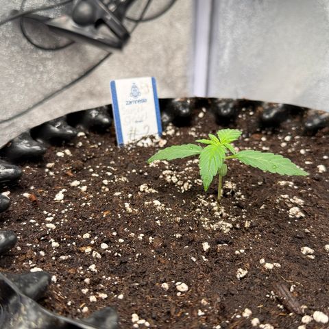 SS #2 growlog timeline photo