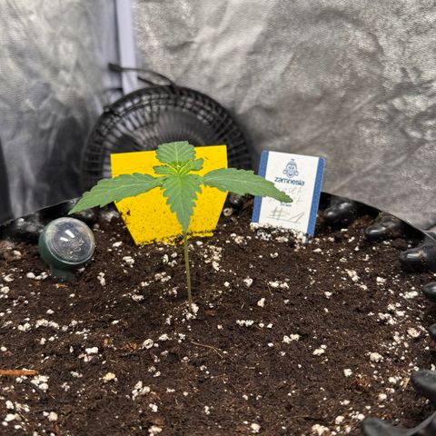 SS #1 growlog timeline photo