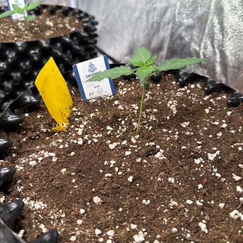 SS #4 growlog timeline photo