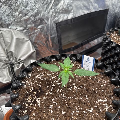 SS #3 growlog timeline photo