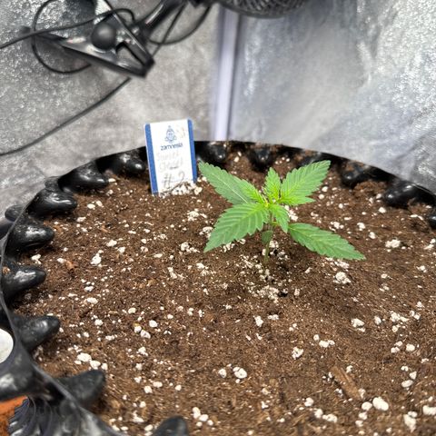 SS #2 growlog timeline photo
