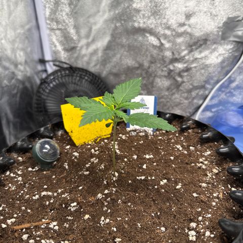 SS #1 growlog timeline photo