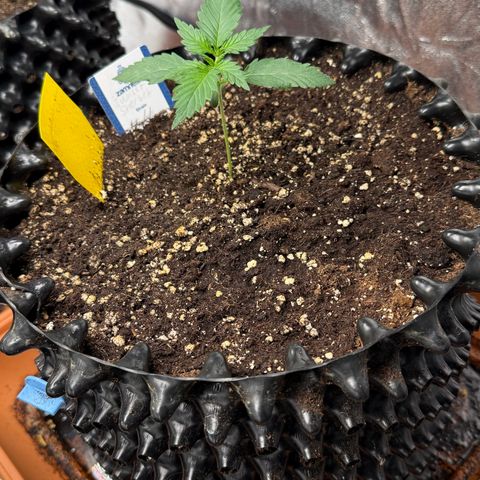 SS #4 growlog timeline photo