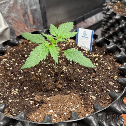 SS #3 growlog timeline photo