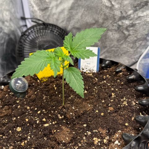 SS #1 growlog timeline photo