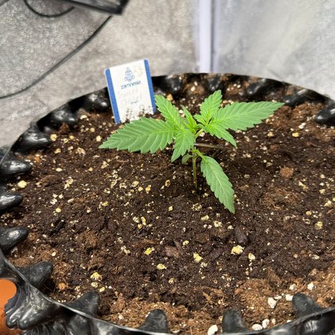 SS #2 growlog timeline photo