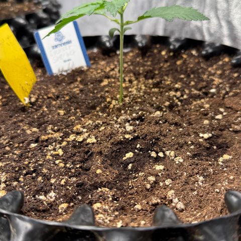 SS #4 growlog timeline photo