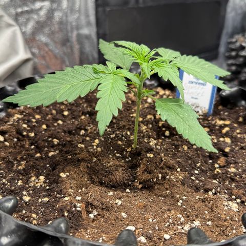SS #3 growlog timeline photo