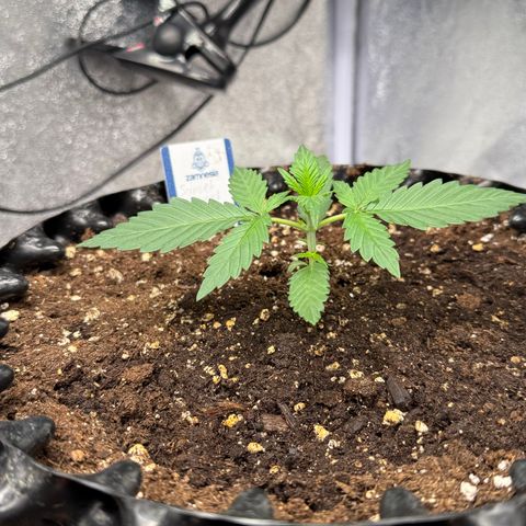 SS #2 growlog timeline photo
