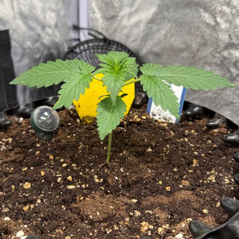 SS #1 growlog timeline photo