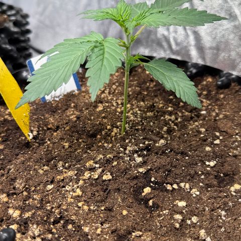 SS #4 growlog timeline photo