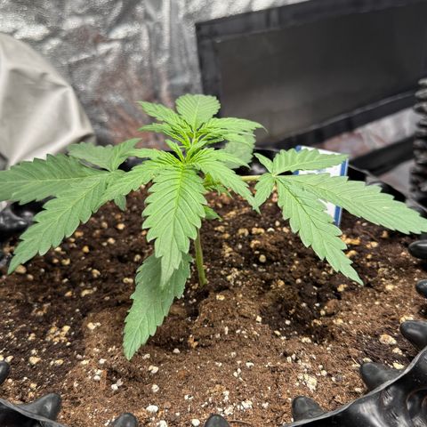 SS #3 growlog timeline photo