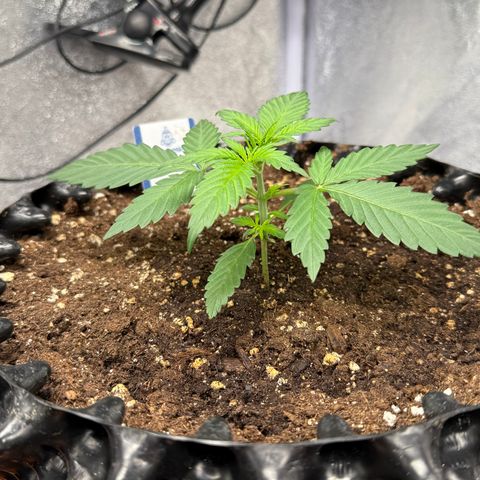 SS #2 growlog timeline photo