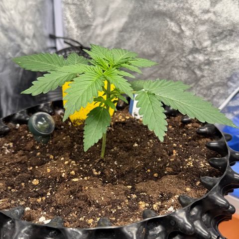 SS #1 growlog timeline photo