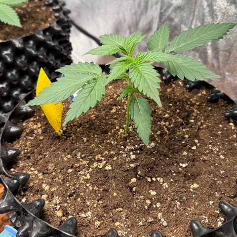 SS #4 growlog timeline photo