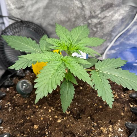 SS #1 growlog timeline photo