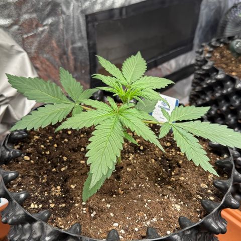 SS #3 growlog timeline photo