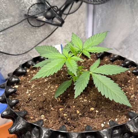 SS #2 growlog timeline photo
