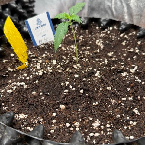 SS #4 growlog timeline photo