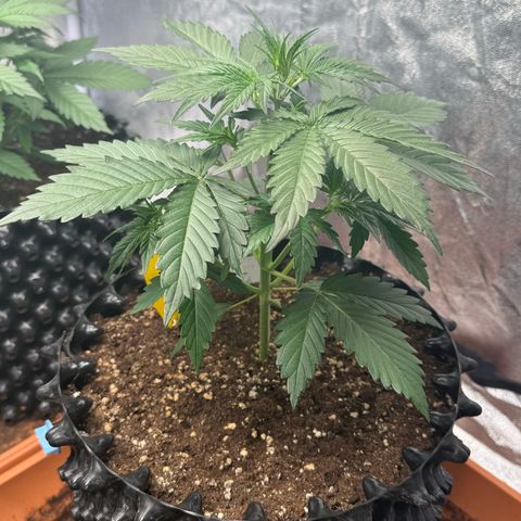 SS #4 growlog timeline photo