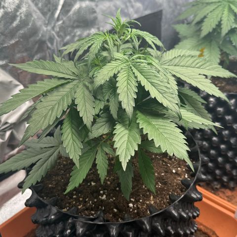 SS #2 growlog timeline photo