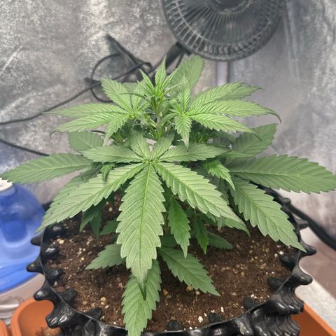 SS #1 growlog timeline photo