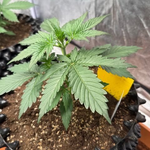 SS #4 growlog timeline photo