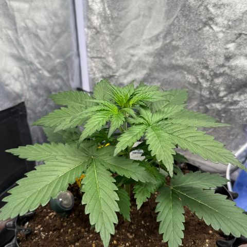 SS #1 growlog timeline photo