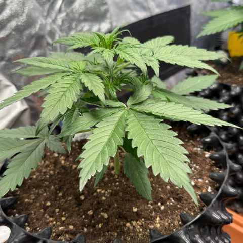 SS #3 growlog timeline photo