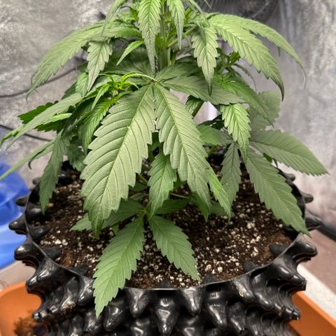 SS #2 growlog timeline photo